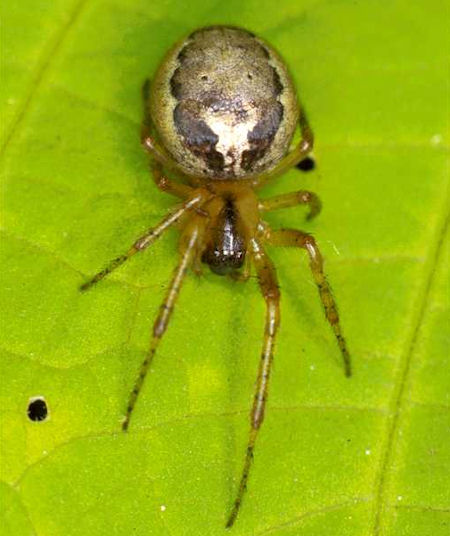 Zygiella X-notata