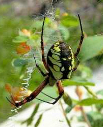 Argiope aurantia