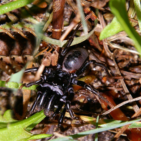 Atypus affinis