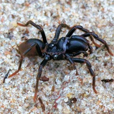 Atypus affinis
