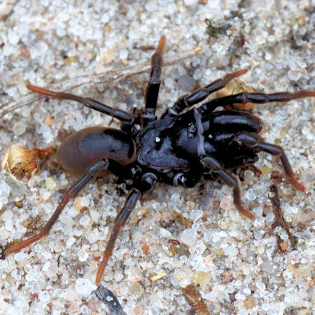 Atypus affinis