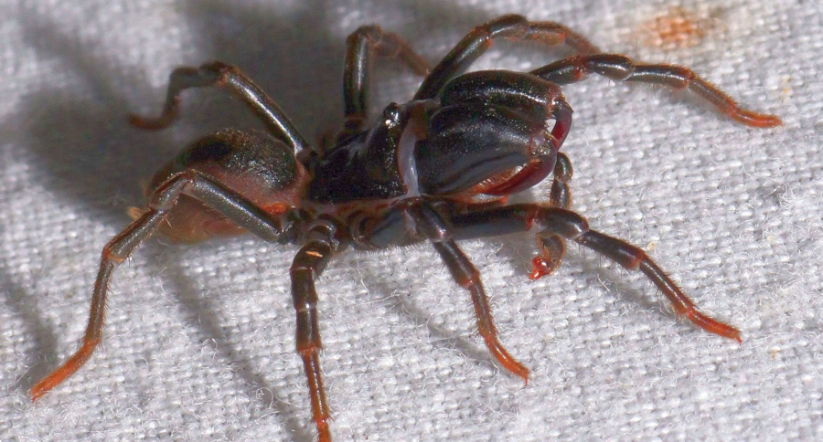 Atypus affinis