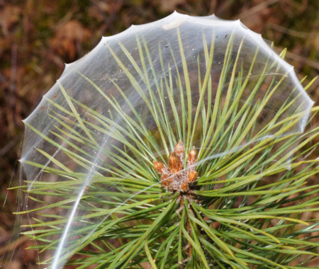 Atypus affinis web