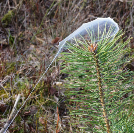 Atypus affinis