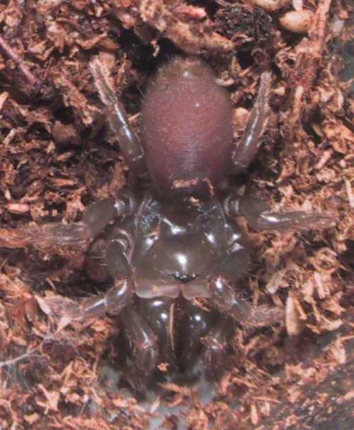Atypus affinis