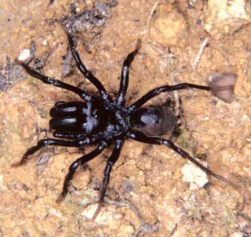Atypus piceus