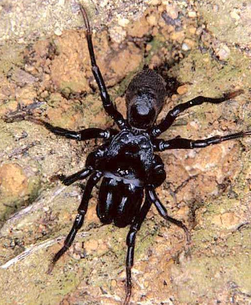 Atypus piceus