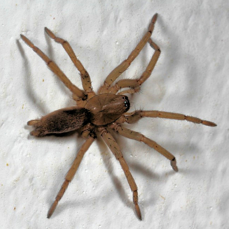 Clubiona brevipes