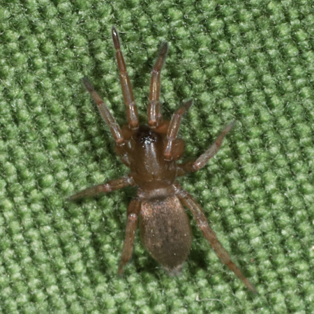 Clubiona brevipes