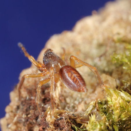 Clubiona comta
