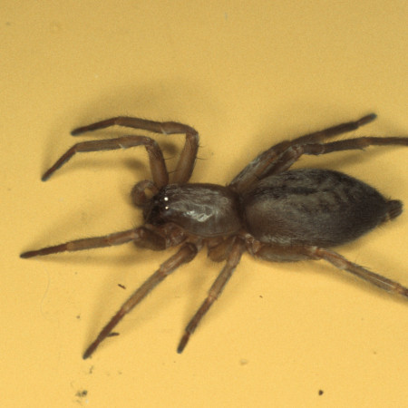 Clubiona corticalis