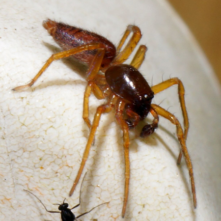 Clubiona corticalis