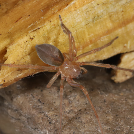 Clubiona diversa