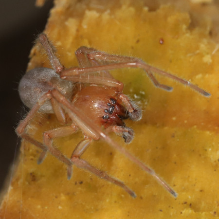 Clubiona diversa