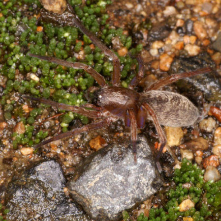 Clubiona lutescens
