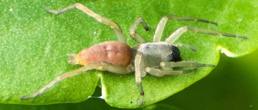 Clubiona pallidula