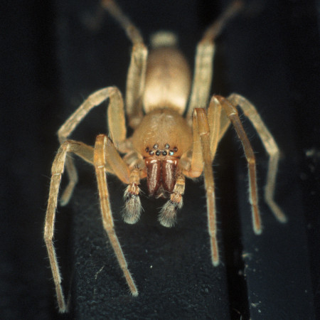 Clubiona terrestris/trivialis 