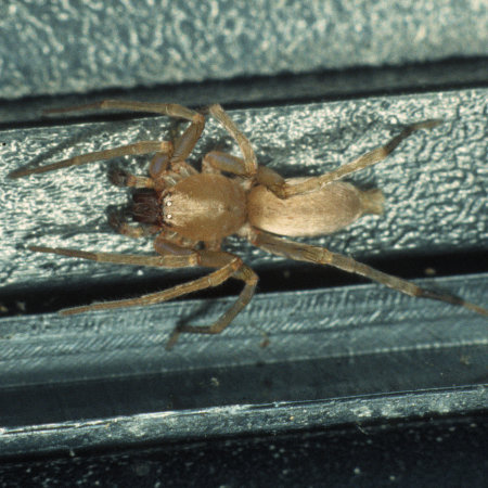 Clubiona terrestris/trivialis 