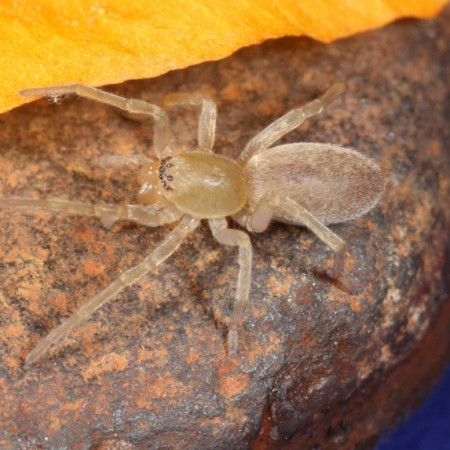 Clubiona trivialis