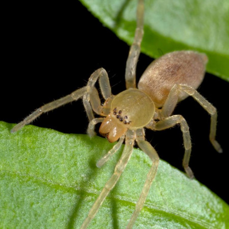 Clubiona trivialis