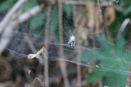 Cyrtophora citricola