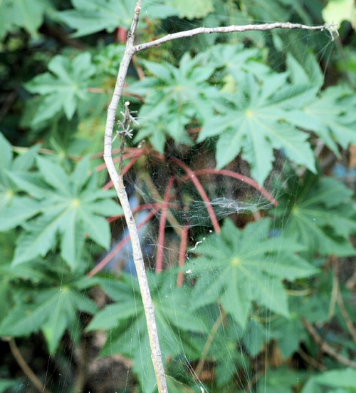 Cyrtophora citricola