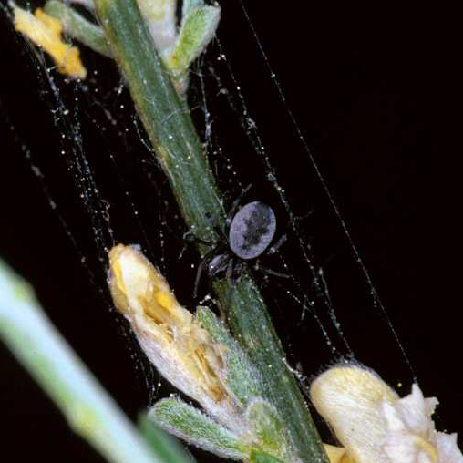 Dictyna latens