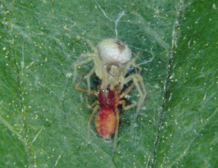 Nigma puella
