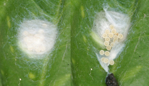Nigma walckenaeri