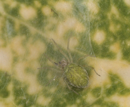 Nigma walckenaeri