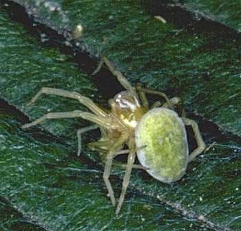 Nigma walckenaeri