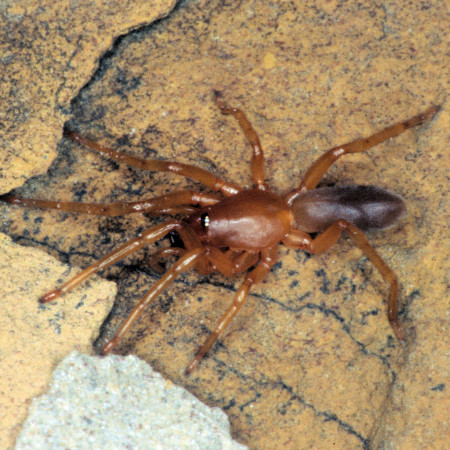 Dysdera sp.