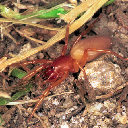 Dysdera crocata