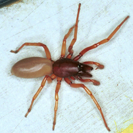 Dysdera crocata male