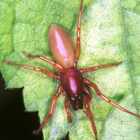 Dysdera crocata female