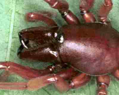 Dysdera crocata