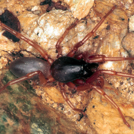 Dysdera erythrina