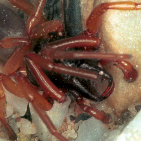 Dysdera crocata