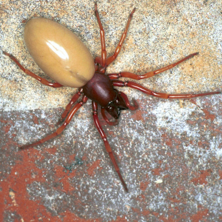 Dysdera crocata
