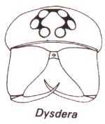 Dysdera crocata