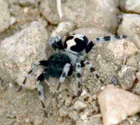 Loureedia&nbsp;colleni 