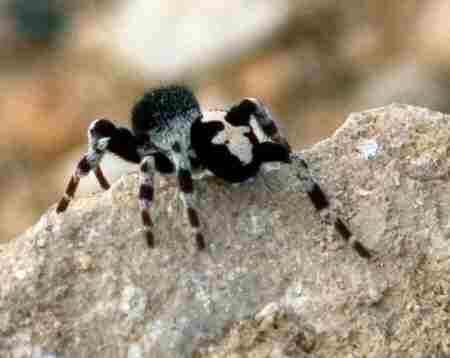 Loureedia&nbsp;colleni