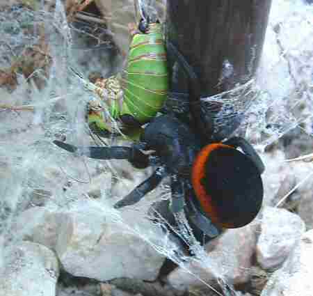 Eresus ruficapillus