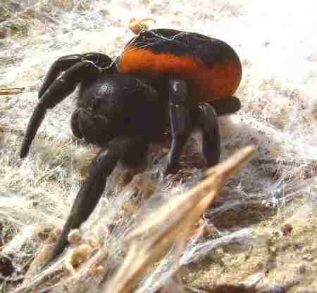 Eresus ruficapillus?
