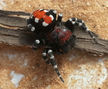Loureedia phoenixi