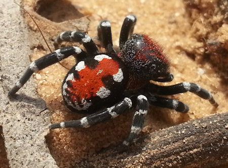 Loureedia phoenixi