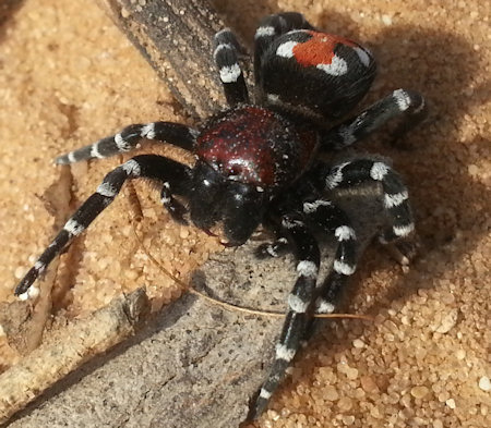 Loureedia phoenixi