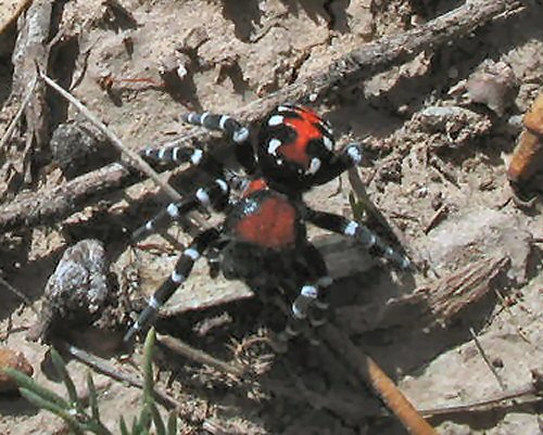 Loureedia annulipes