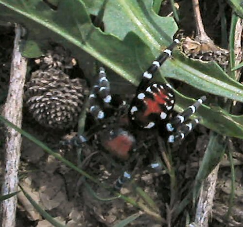 Loureedia annulipes