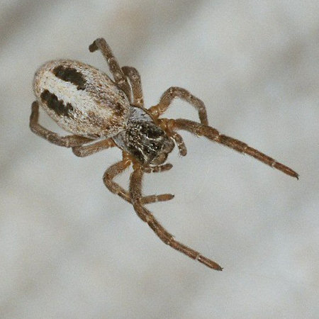 Stegodyphus lineatus
